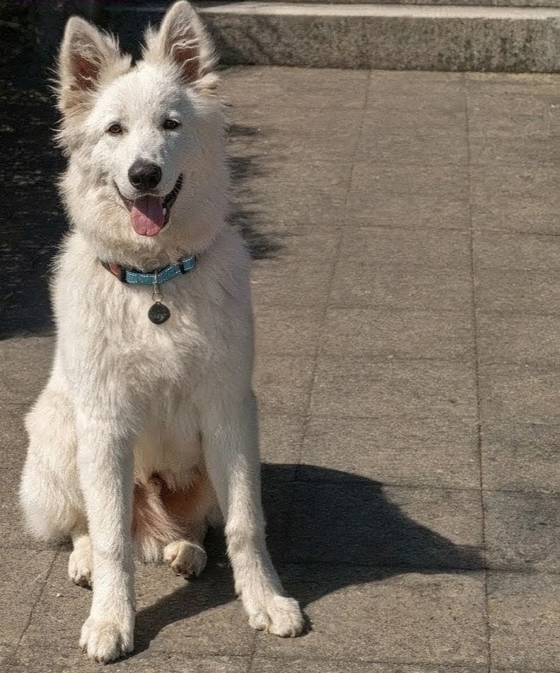 Náš nový osobní strážce farmy...